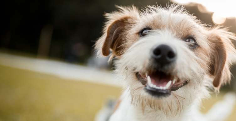 Happy scruffy dog looking at camera